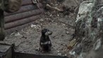 Soldados ucranianos adotam cão encontrado abandonado em Kiev, na Ucrânia