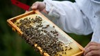Produtor de mel aterroriza jovem com vespas no correio em Vila Real