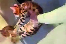 Kurt Zouma publicou um vídeo no qual surge a agredir o seu gato de estimação como forma de o castigar	