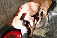 PSP investiga denúncia de maus tratos a dezenas de cães em Portimão