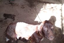 PSP investiga denúncia de maus tratos a dezenas de cães em Portimão