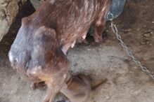 PSP investiga denúncia de maus tratos a dezenas de cães em Portimão