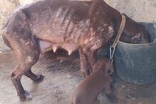 PSP investiga denúncia de maus tratos a dezenas de cães em Portimão