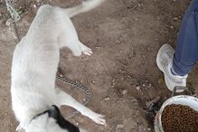 PSP investiga denúncia de maus tratos a dezenas de cães em Portimão