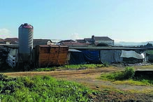 Foram 83 os animais encontrados num espaço sobrelotado de um antiga vacaria 