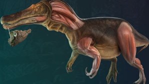 Novo dinossauro português com 130 milhões de anos descoberto no Cabo Espichel