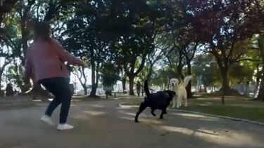 Rover, o cão indomável