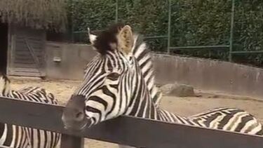 Médico portuense tem "Zoo" dentro de casa em Famalicão