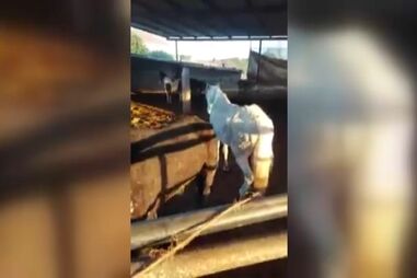 Fogo em cozinha fere mulher e mata dois animais de companhia em Odivelas