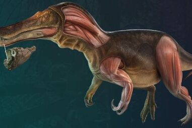 Novo dinossauro português com 130 milhões de anos descoberto no Cabo Espichel