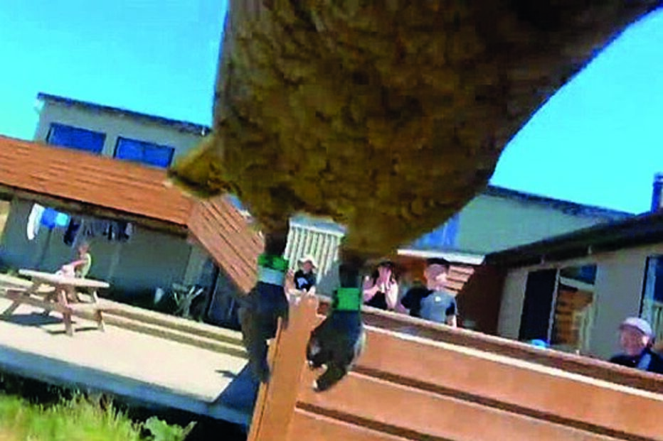 Papagaio rouba GoPro e filma a própria fuga 