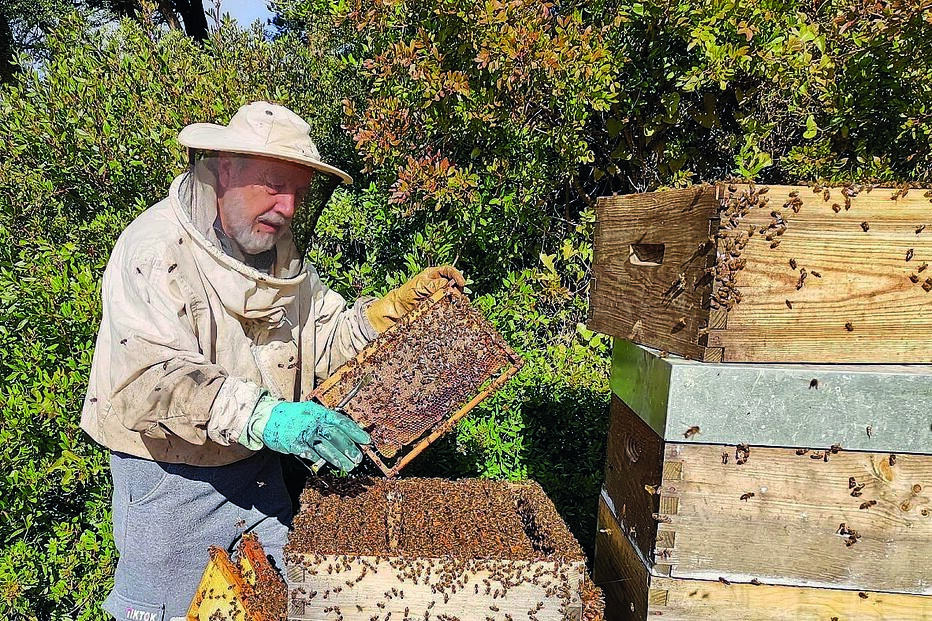 Vespa-asiática ataca mais cedo este ano