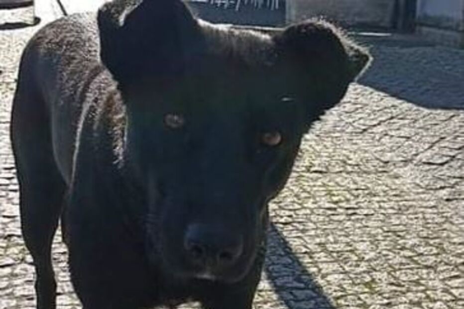 Cadela atingida a tiro em Esposende 