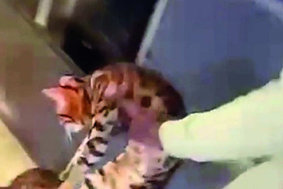 Kurt Zouma publicou um vídeo no qual surge a agredir o seu gato de estimação como forma de o castigar	
