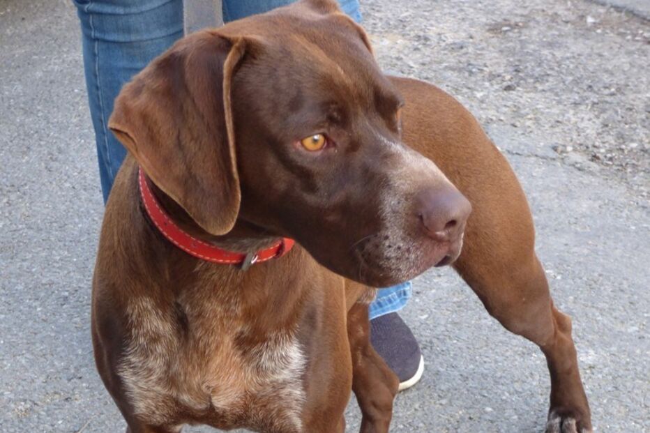 Cão roubado recuperado pela GNR