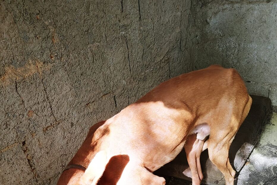 PSP investiga denúncia de maus tratos a dezenas de cães em Portimão