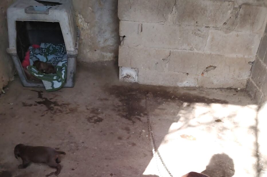 PSP investiga denúncia de maus tratos a dezenas de cães em Portimão