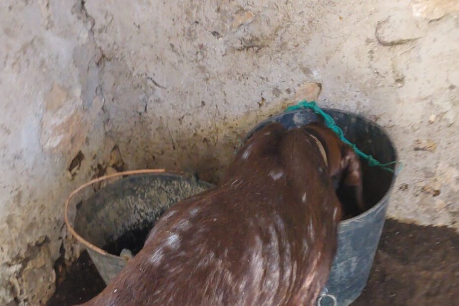 PSP investiga denúncia de maus tratos a dezenas de cães em Portimão