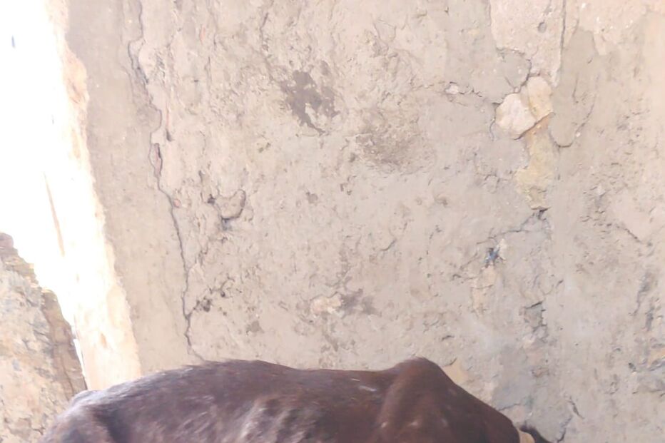 PSP investiga denúncia de maus tratos a dezenas de cães em Portimão