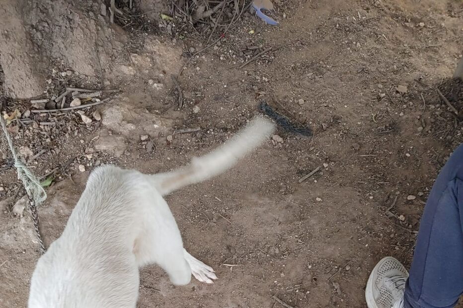 PSP investiga denúncia de maus tratos a dezenas de cães em Portimão