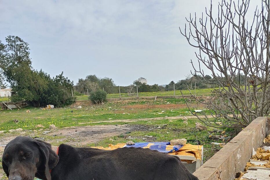 PSP investiga denúncia de maus tratos a dezenas de cães em Portimão