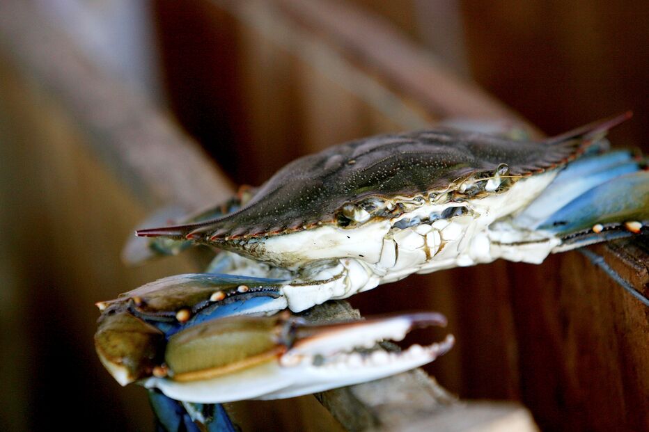 Alterações climáticas 