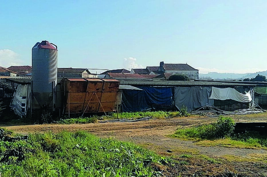 Foram 83 os animais encontrados num espaço sobrelotado de um antiga vacaria 