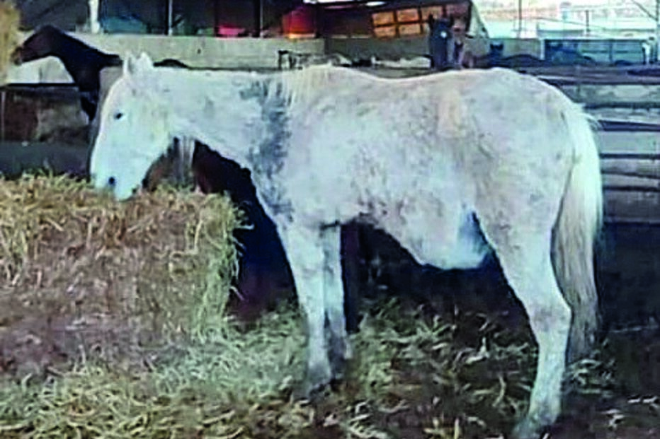 Foram 83 os animais encontrados num espaço sobrelotado de um antiga vacaria 
