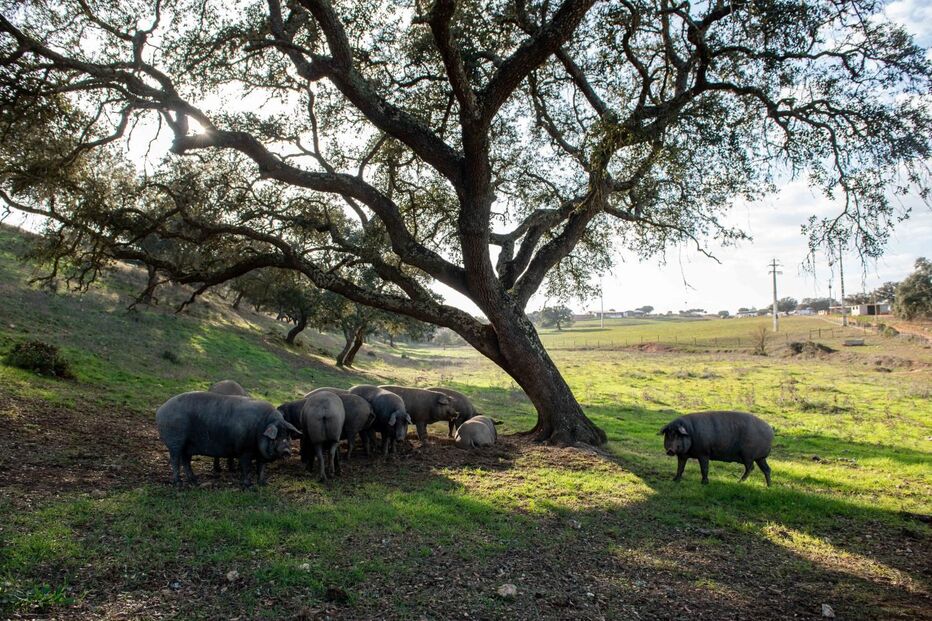 Porco preto alentejano