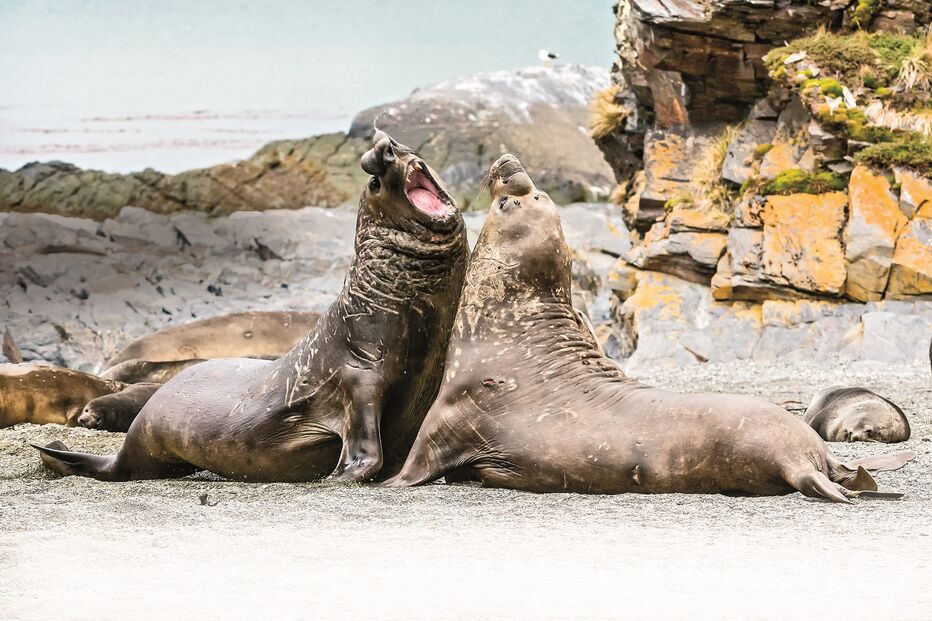 40 elefantes-marinhos recrutados pela UNESCO