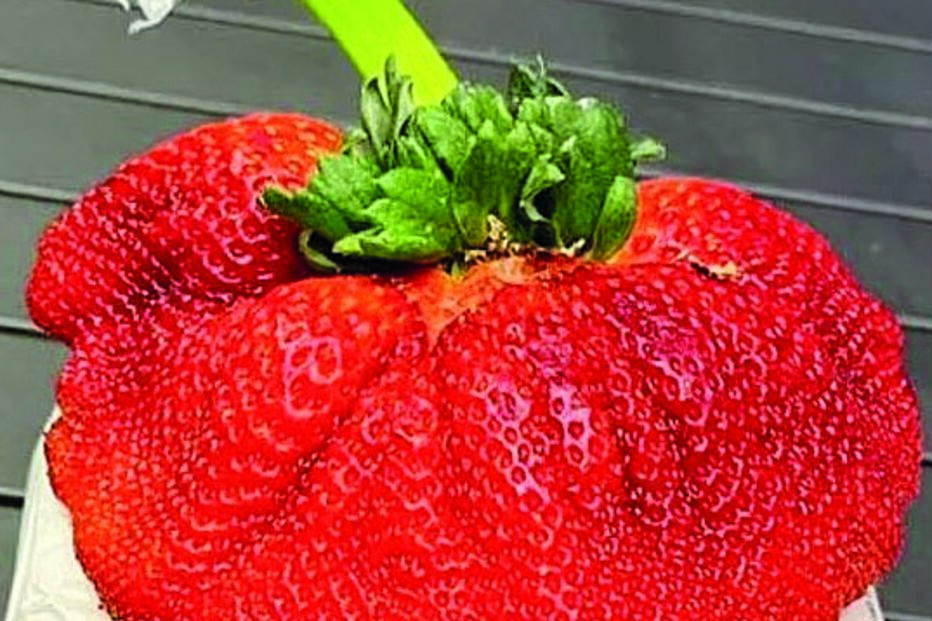 Morango mais pesado do mundo 