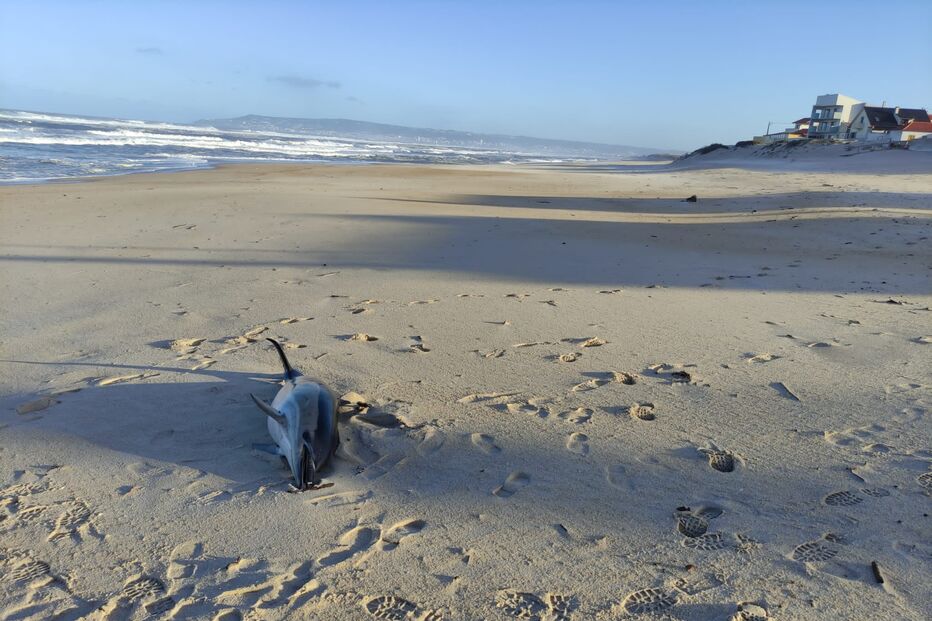 Imagem IMG-20220220-WA0007.JPG (13001078) (Milenium)