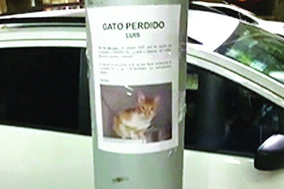 Gato
