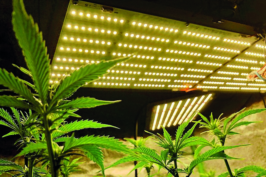 Estufas de canábis
