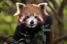 Kesari, panda-vermelho