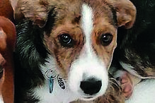 Nim’  seguia na carrinha azul com o dono