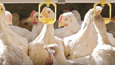 Foram detetados vários focos de gripe da aves em explorações de galinhas. Vírus também atingiu patos, gansos, perus, gaivotas, faisões e uma cegonha 