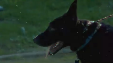 "Encantador de Cães" ajudou Lupo a ser mais disciplinado
