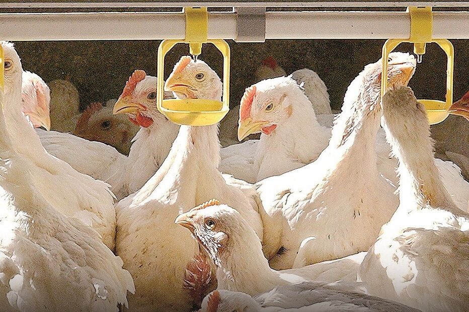 Foram detetados vários focos de gripe da aves em explorações de galinhas. Vírus também atingiu patos, gansos, perus, gaivotas, faisões e uma cegonha 