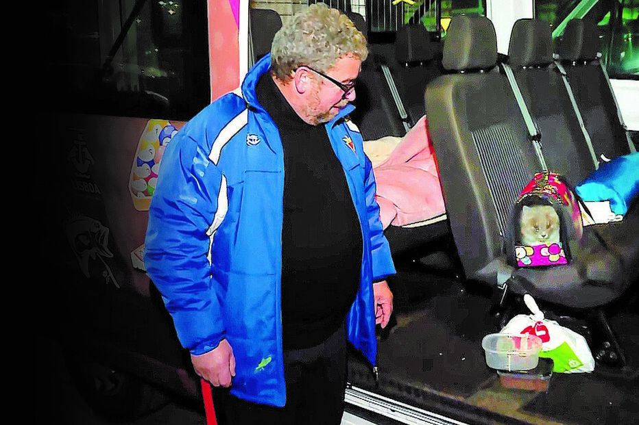 Gato resgatado por portugueses