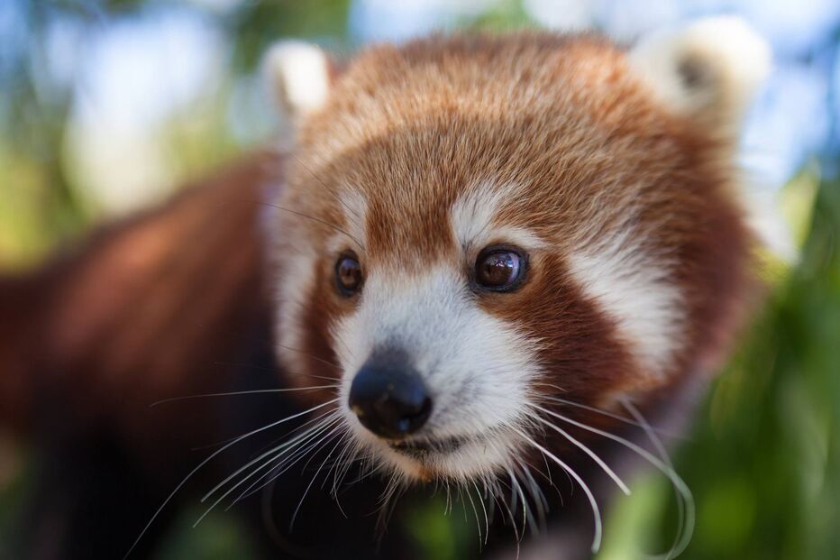 Kesari, panda-vermelho