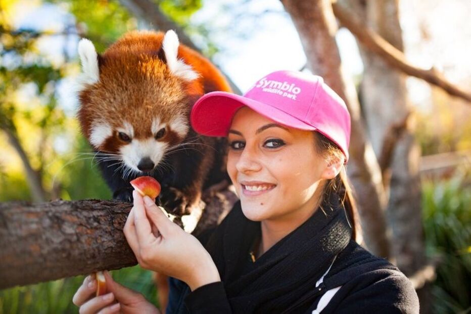 Kesari, panda-vermelho