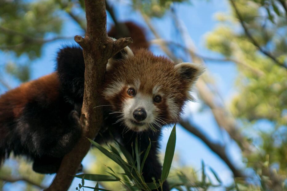 Kesari, panda-vermelho