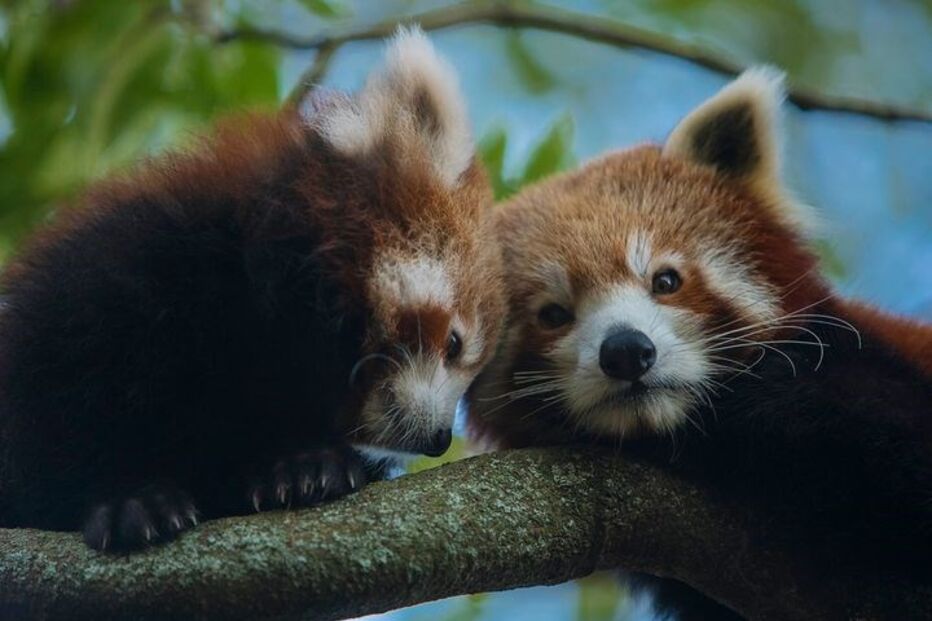 Kesari, panda-vermelho