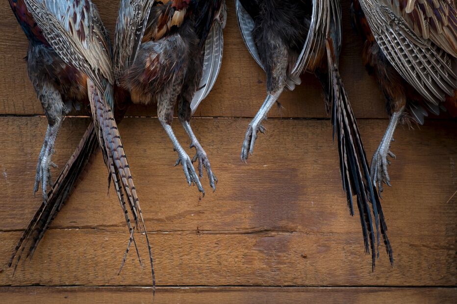 ASAE desmantela restaurante e detém suspeito de abate ilegal de faisões em Beja