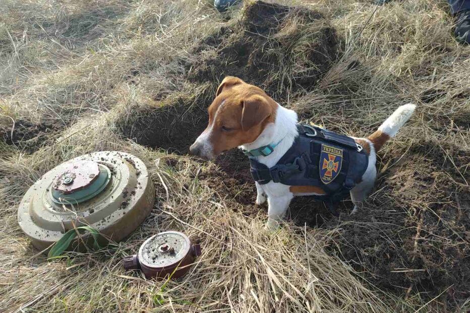 cão, farejador, ucrânia, Patron