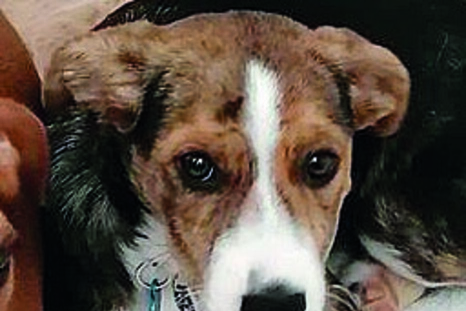 Nim’  seguia na carrinha azul com o dono