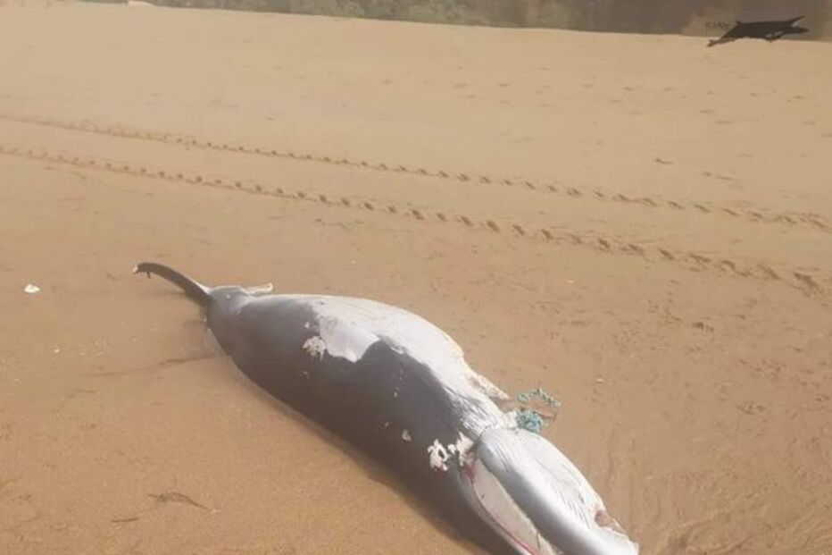 Baleia-anã morta