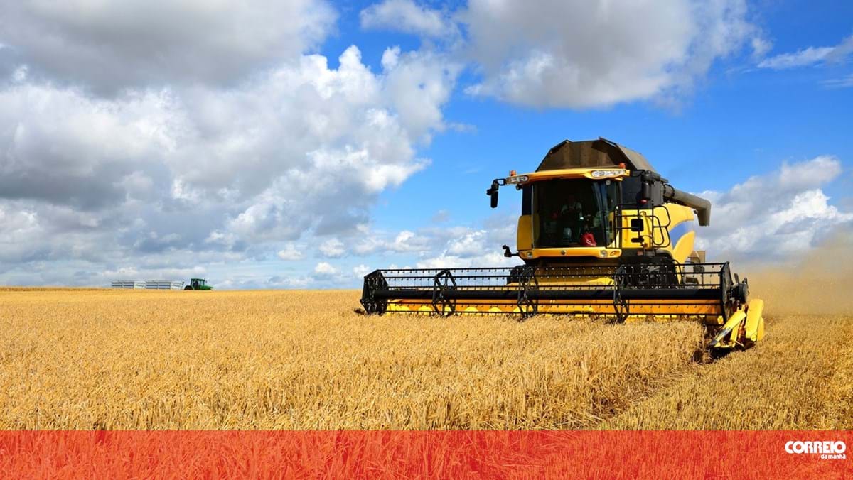 Associação Terra Verde está a avaliar danos nas produções agrícolas nos Açores