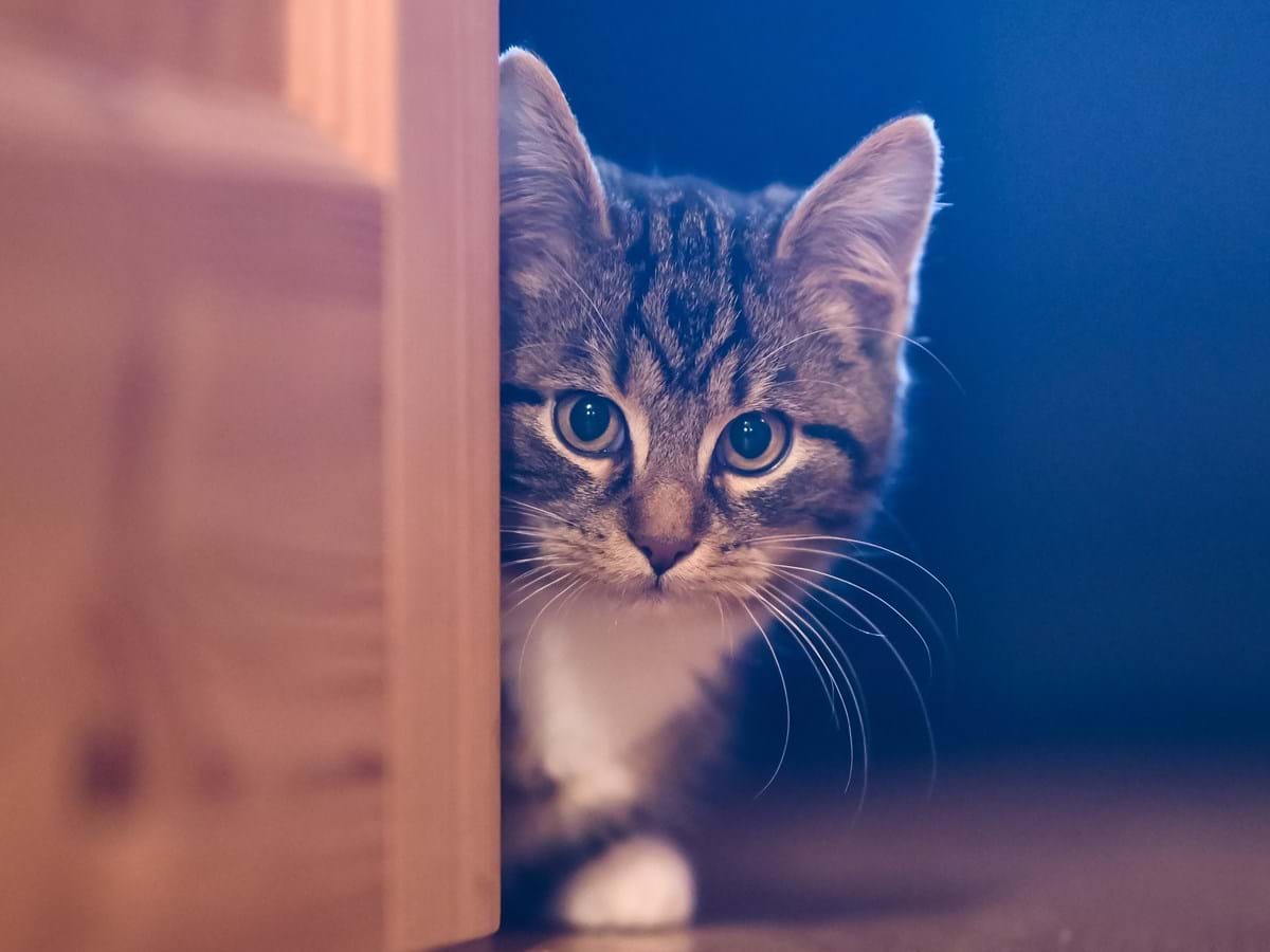 Pessoas com gatos de estimação são mais atraentes e têm mais sexo, revela estudo - Sociedade